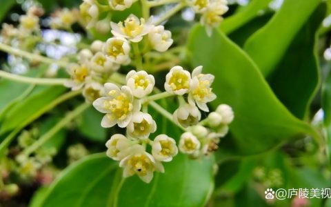 香樟树开花时间与观赏期管理：花期、果期及促花促果全攻略