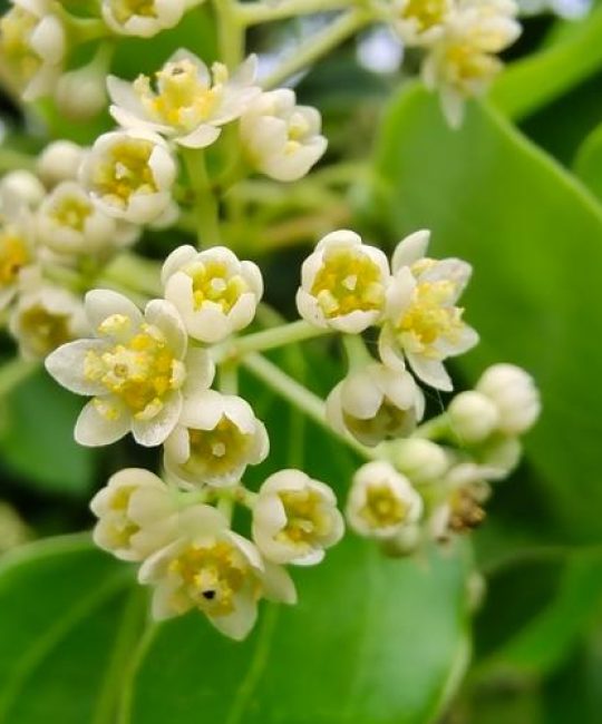 香樟树开花时间与观赏期管理：花期、果期及促花促果全攻略