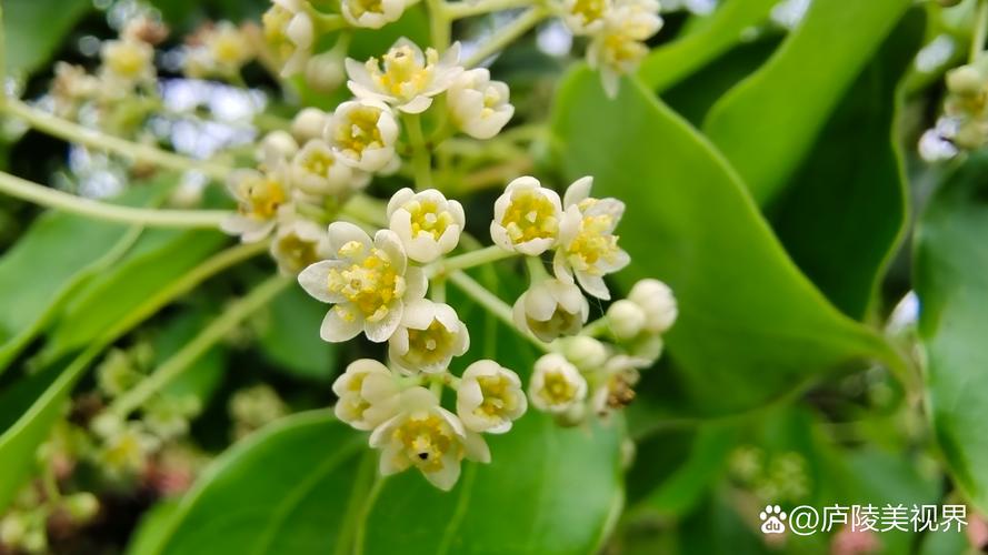 香樟树开花时间与观赏期管理：花期、果期及促花促果全攻略