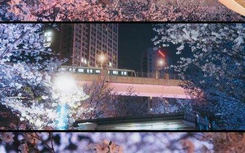 上海赏樱指南：从公园打卡到苗木采购，一篇读懂樱花品种与渠道评估
