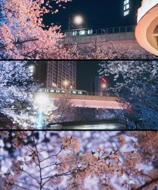 上海赏樱指南：从公园打卡到苗木采购，一篇读懂樱花品种与渠道评估