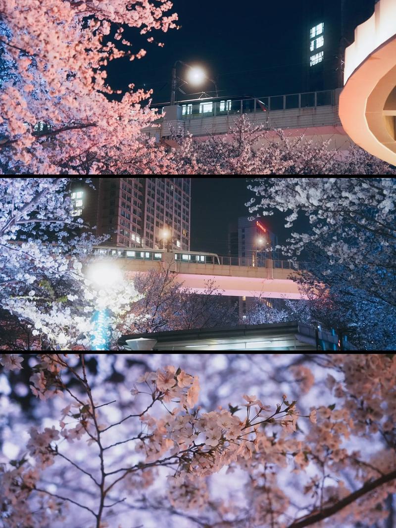 上海赏樱指南:从公园打卡到苗木采购,一篇读懂樱花品种与渠道评估 上海赏樱指南:从公园打卡到苗木采购,一篇读懂樱花品种与渠道评估