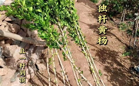 黄杨树果子有什么用在园林工程中的实际价值与栽培技术解析