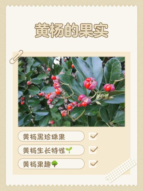 黄杨树果子有什么用在园林工程中的实际价值与栽培技术解析 常见操作误区
