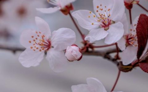 樱花红陌上是什么意思？出处、诗意与常见误读解析