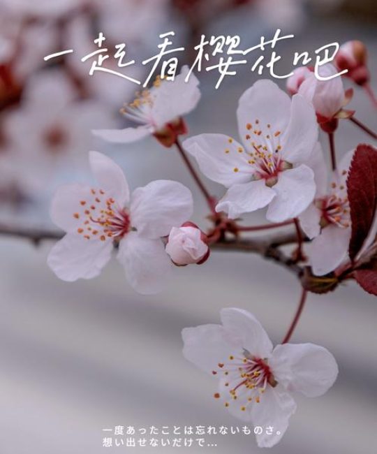 樱花红陌上是什么意思？出处、诗意与常见误读解析