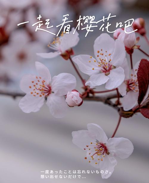 樱花红陌上是什么意思?出处、诗意与常见误读解析 樱花红陌上是什么意思?出处、诗意与常见误读解析