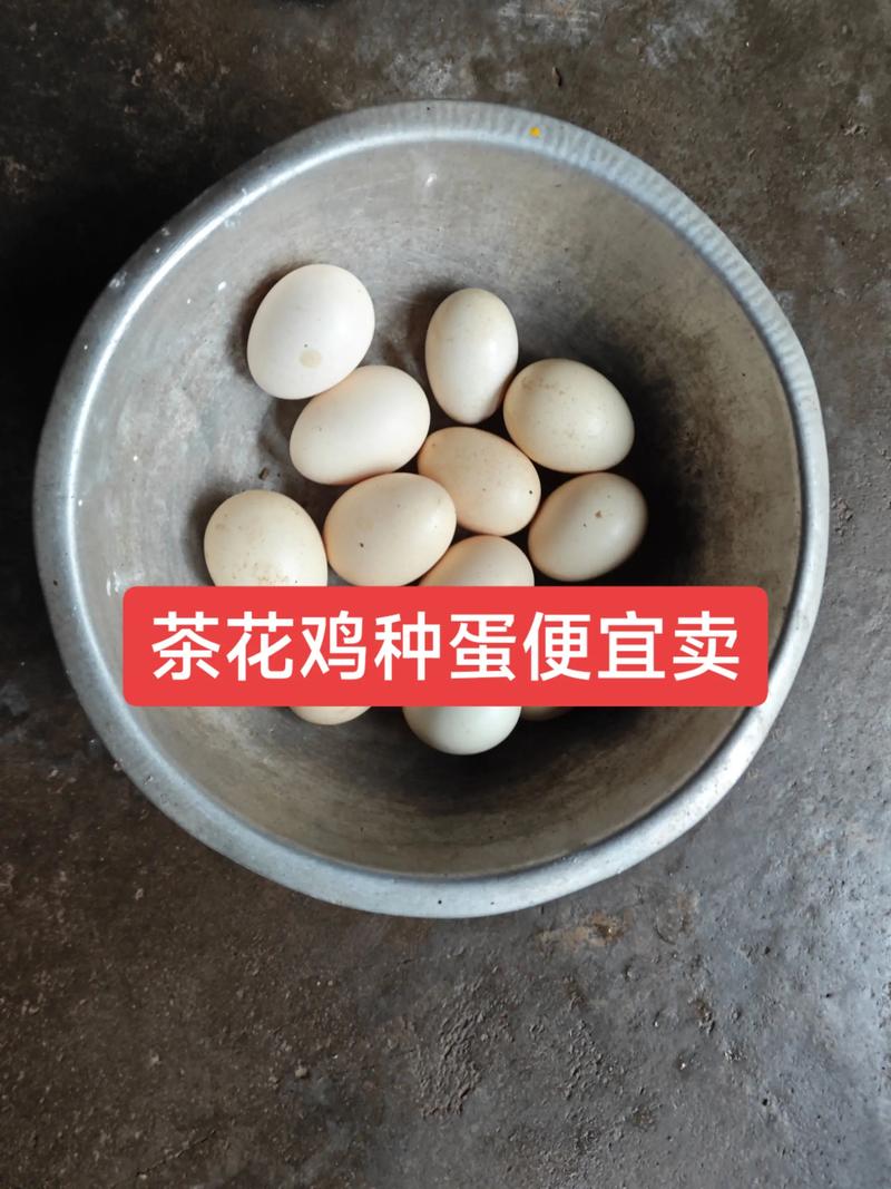 茶花鸡价格多少钱一只?最新行情参考与购买指南 产地与市场:区域差异达30%以上