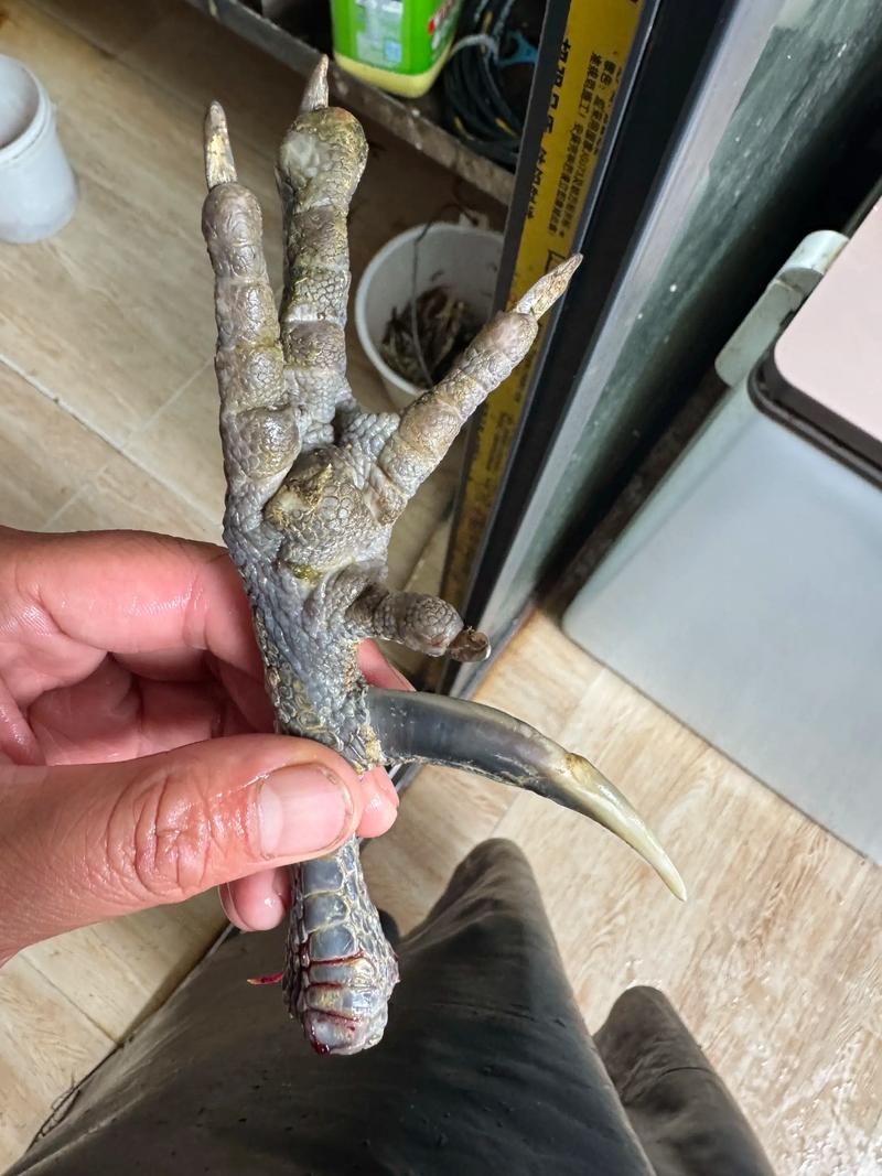 茶花鸡价格多少钱一只?最新行情参考与购买指南 季节与批次:存栏量波动影响短期价格
