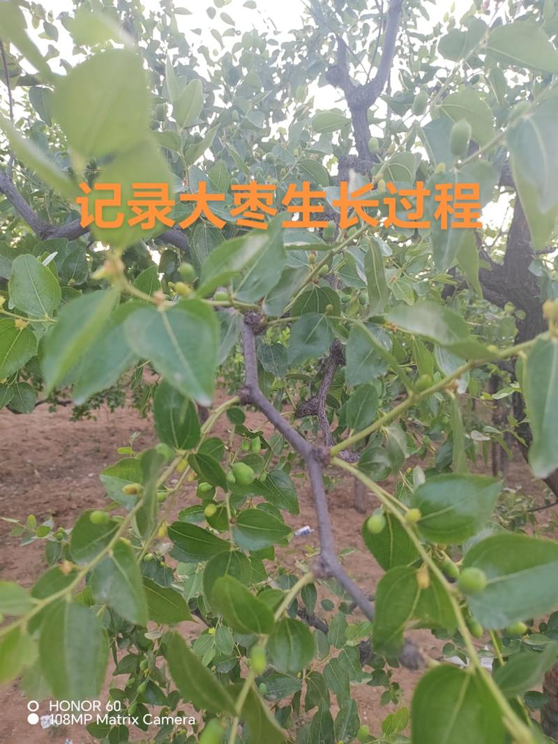 农村大门口两侧栽枣树好不好?科学评估与种植指南 二、大门两侧栽枣树的优势与潜在风险