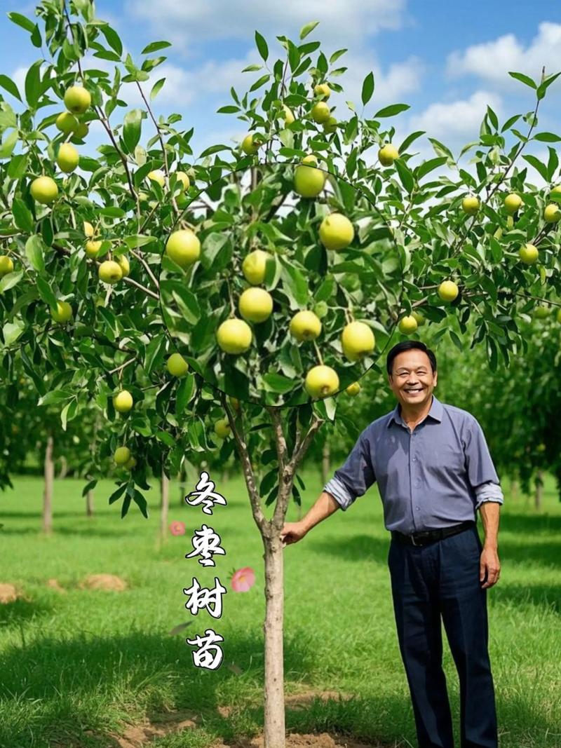 农村大门口两侧栽枣树好不好?科学评估与种植指南 四、栽种与养护操作要点