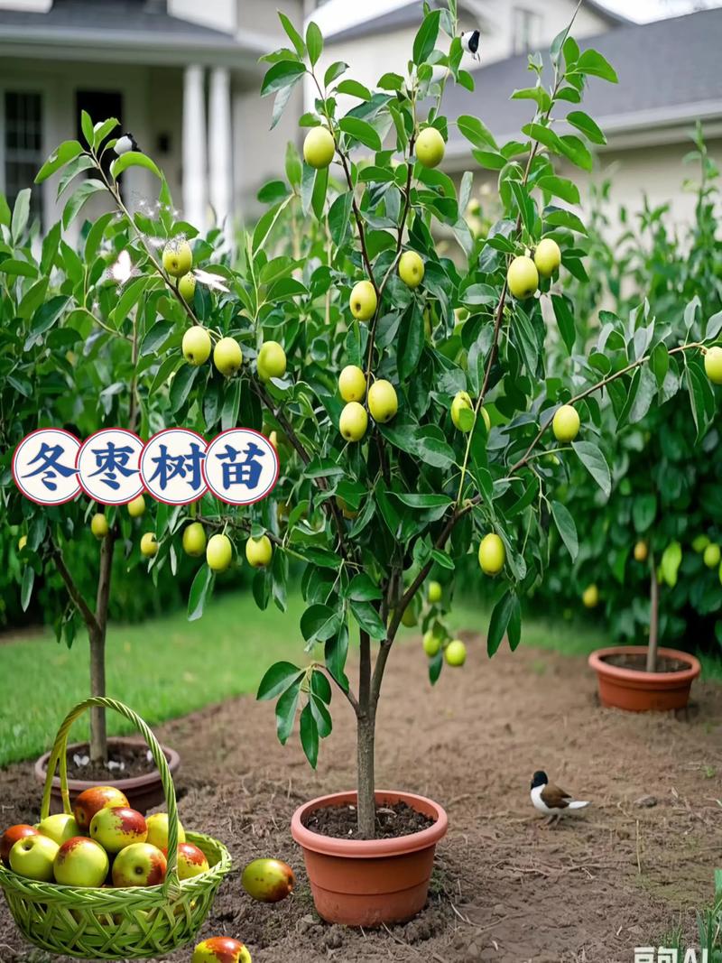 农村大门口两侧栽枣树好不好?科学评估与种植指南 五、传统寓意中的枣树