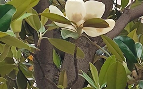 广玉兰开花时间与观赏期养护全指南