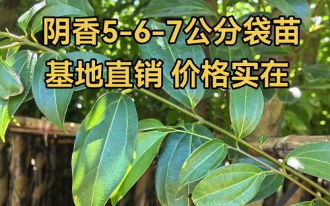 家里能不能种阴香树？科学分析与种植指南