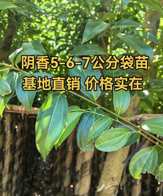 家里能不能种阴香树？科学分析与种植指南