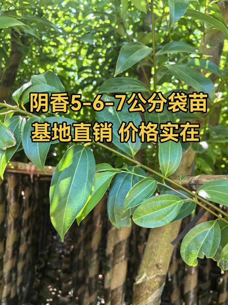 家里能不能种阴香树?科学分析与种植指南 一、阴香树的基本生长习性