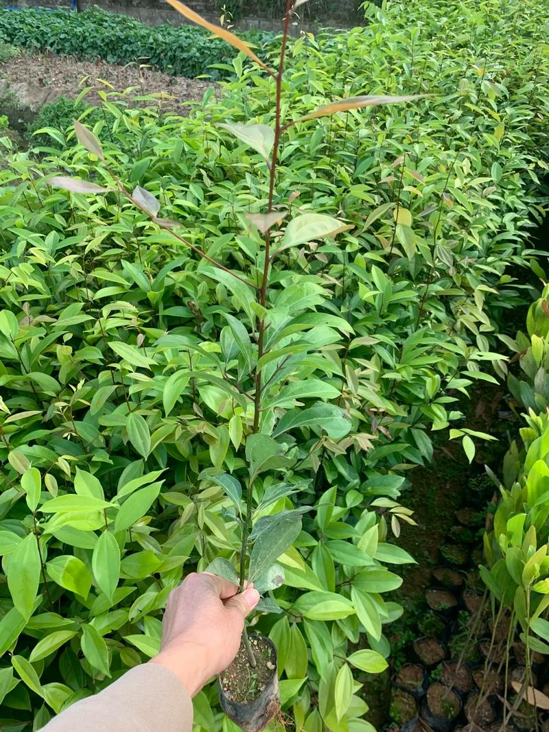 家里能不能种阴香树?科学分析与种植指南 二、家庭种植的核心风险与安全间距