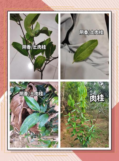 家里能不能种阴香树?科学分析与种植指南 三、家庭种植实操指南(仅限于确认安全后的地栽场景)
