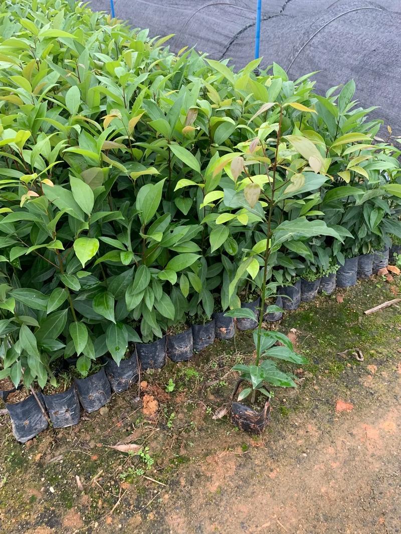 家里能不能种阴香树?科学分析与种植指南 结论:你家的院子到底能不能种?