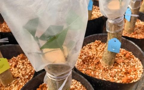 茶花可以嫁接吗？一文详解山茶属植物嫁接繁殖全流程技术