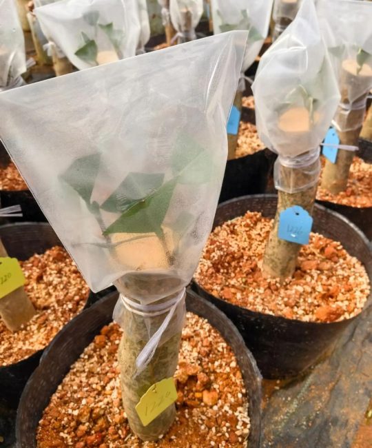 茶花可以嫁接吗？一文详解山茶属植物嫁接繁殖全流程技术