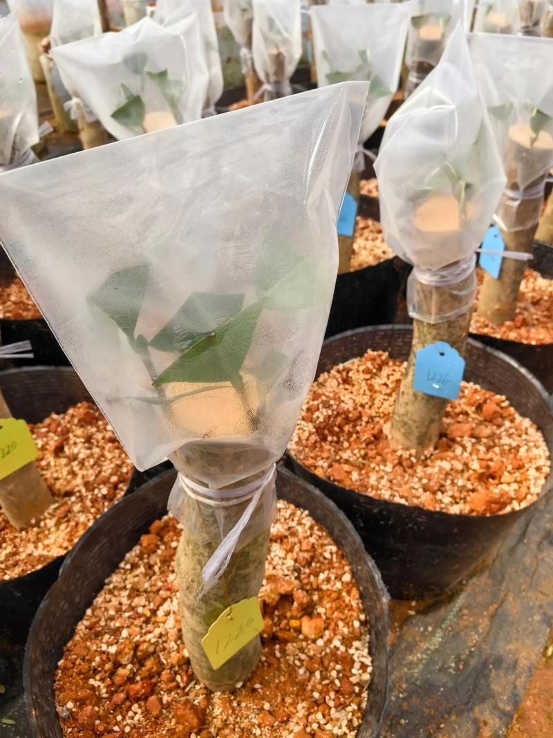 茶花可以嫁接吗?一文详解山茶属植物嫁接繁殖全流程技术 茶花可以嫁接吗?一文详解山茶属植物嫁接繁殖全流程技术