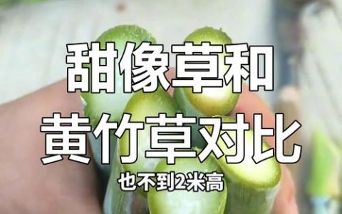 皇竹草和甜象草哪个营养价值高？对比分析告诉你答案