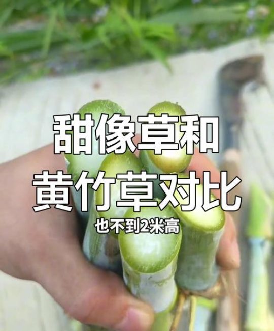 皇竹草和甜象草哪个营养价值高？对比分析告诉你答案