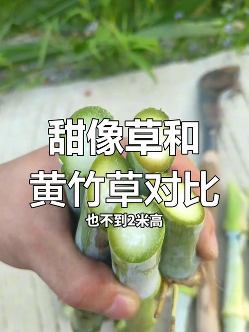 皇竹草和甜象草哪个营养价值高?对比分析告诉你答案 皇竹草和甜象草哪个营养价值高?对比分析告诉你答案