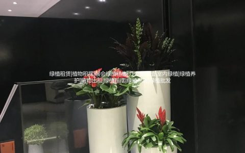 绿色植物出租多少钱？2025年价格参考与影响因素详解