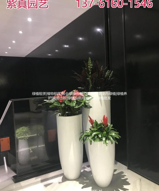 绿色植物出租多少钱？2025年价格参考与影响因素详解