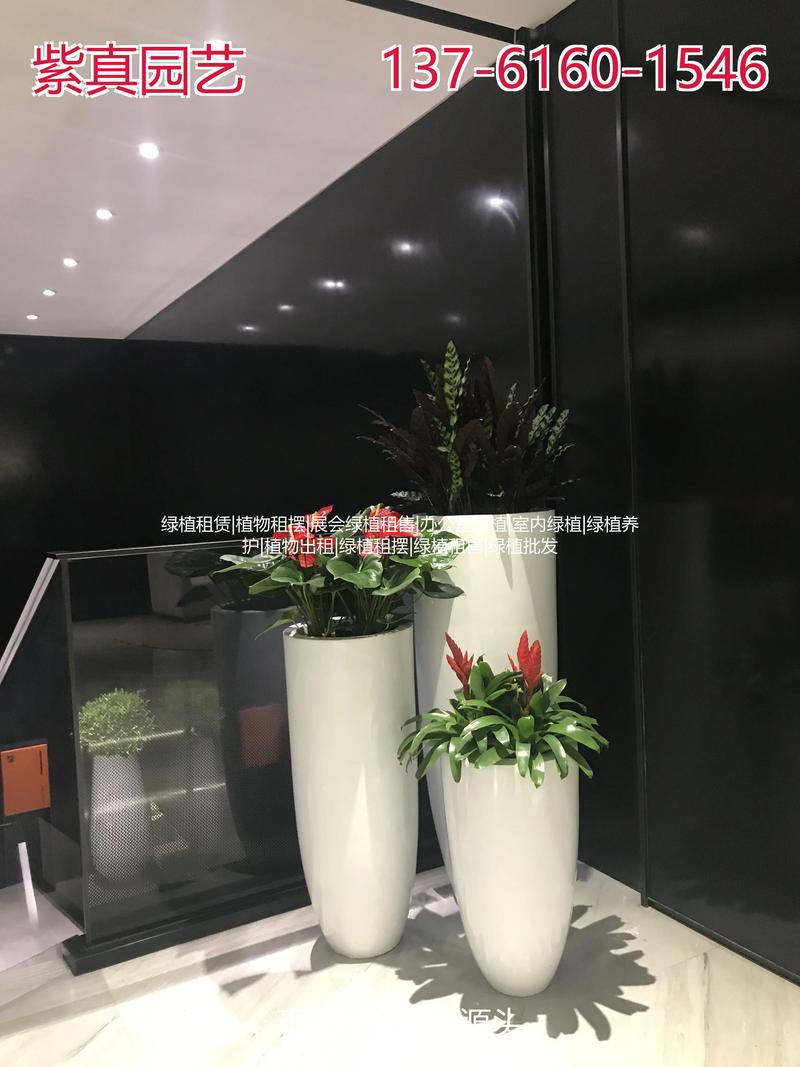 1. 规格：植物大小与品种直接决定租金下限