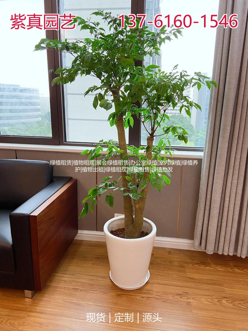 2. 产地：植物来源地的养护成本差异