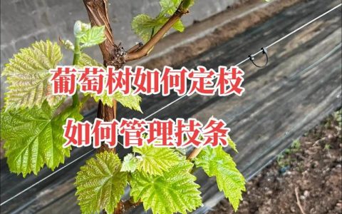 葡萄一年苗怎么施肥？科学养护关键六步，打好丰产根基