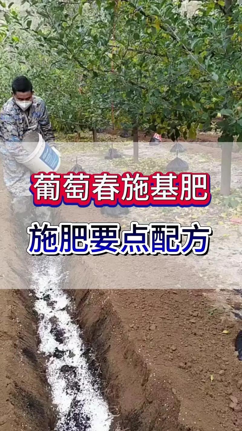 葡萄一年苗怎么施肥?科学养护关键六步,打好丰产根基 光照:充足光照,但需避免强光灼伤