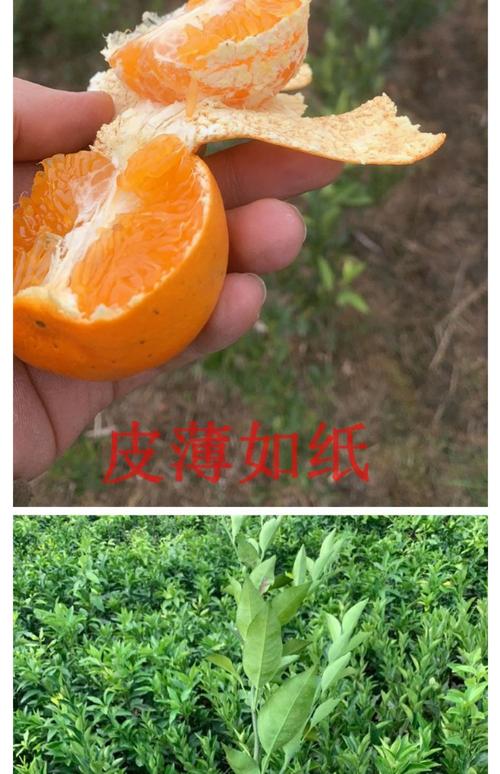 明日见柑橘苗多少钱一株?2026年价格区间与选购指南 产地影响价格:主流产区成本优势明显