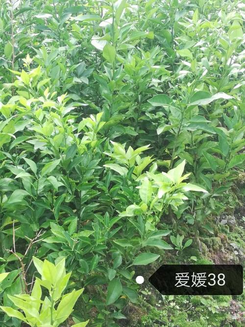 明日见柑橘苗多少钱一株?2026年价格区间与选购指南 采购质量判断:一看嫁接口、二看根系、三看苗龄