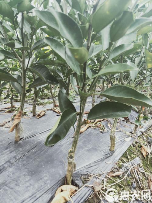 明日见柑橘苗多少钱一株?2026年价格区间与选购指南 种植技术要点:快速结果与丰产方案