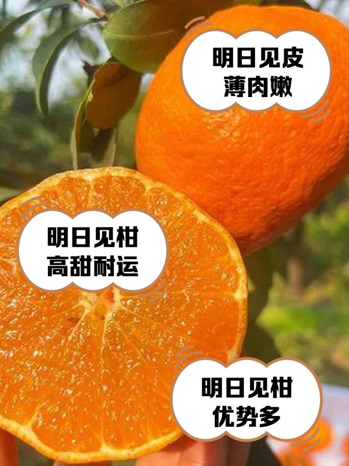明日见柑橘苗多少钱一株?2026年价格区间与选购指南 常见问题(FAQ)