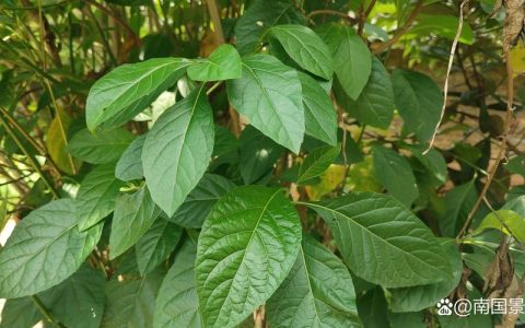 植物的叶子有什么作用？全解析食用、药用与生态价值