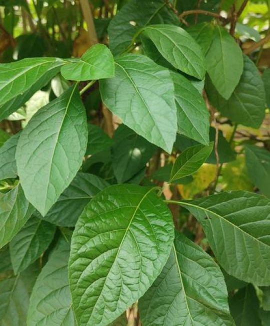 植物的叶子有什么作用？全解析食用、药用与生态价值