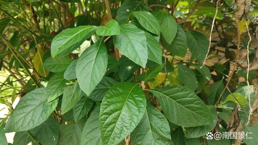 植物的叶子有什么作用？全解析食用、药用与生态价值