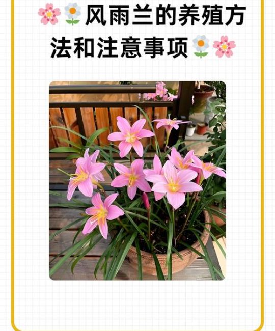 园艺中的讲究与忌讳：这些细节你注意了吗？