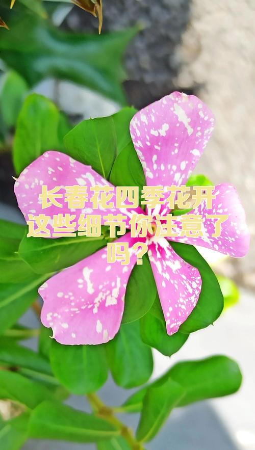 园艺中的讲究与忌讳:这些细节你注意了吗? 一、植物摆放的讲究:风水与生长兼得