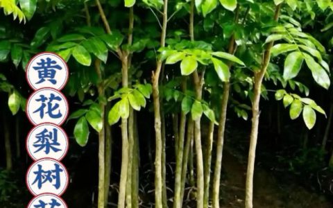 哪里有黄花梨苗？一份科学的苗圃渠道核查与采购指南