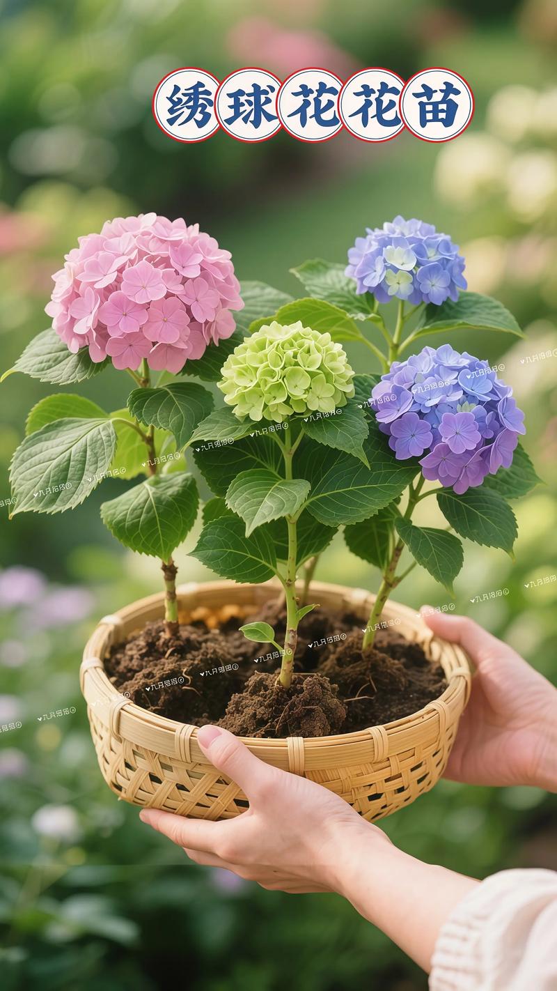 绣球花好养吗？花期多久？全攻略解析