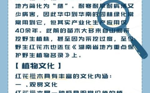 苦槠木是好木头吗？——园艺视角下的深度解析
