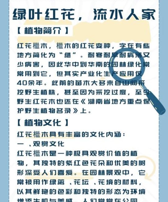 苦槠木是好木头吗？——园艺视角下的深度解析