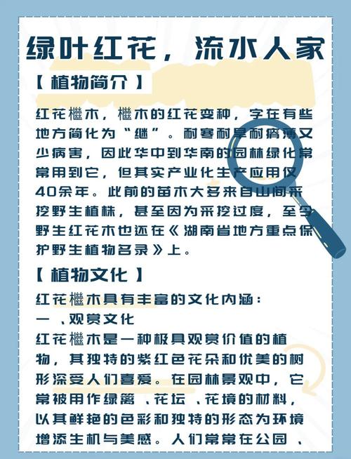 苦槠木是好木头吗?——园艺视角下的深度解析 苦槠木是好木头吗?——园艺视角下的深度解析
