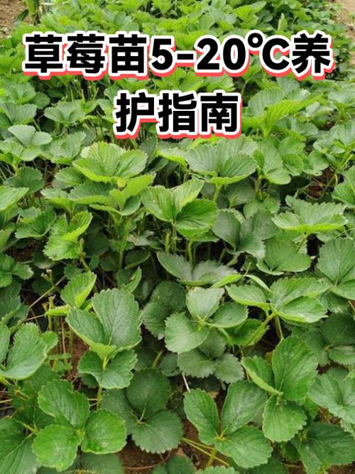草莓苗批发价是多少?最新价格区间与影响因素全解析 5. 运输:物流成本占比10%-30%